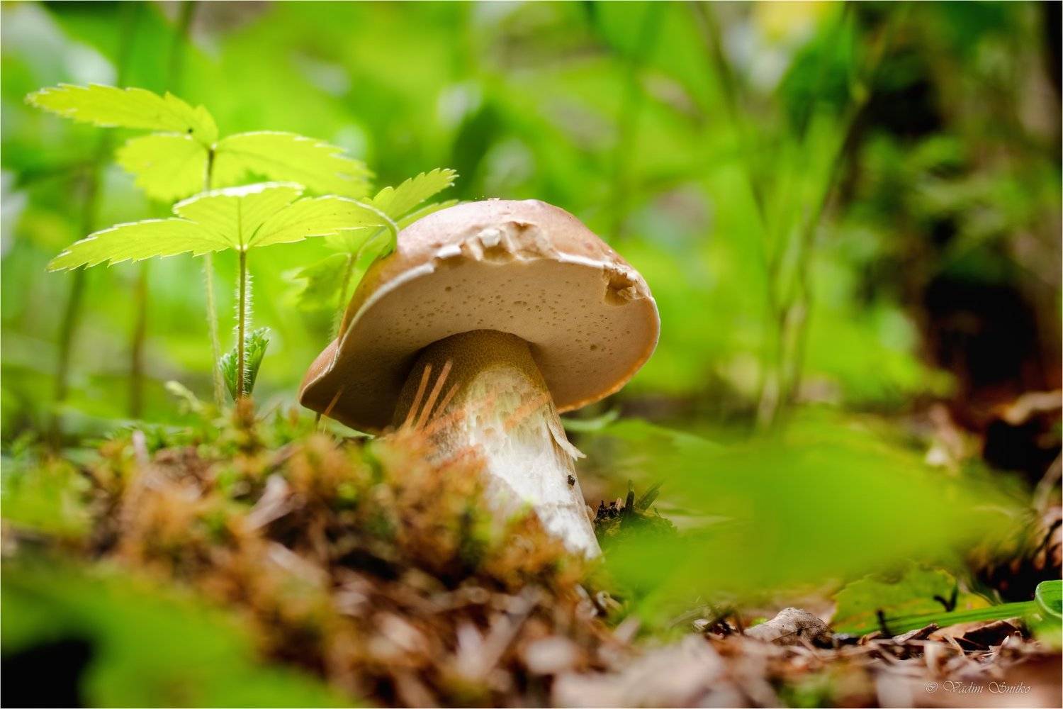 ***. Автор: Вадим , Вадим