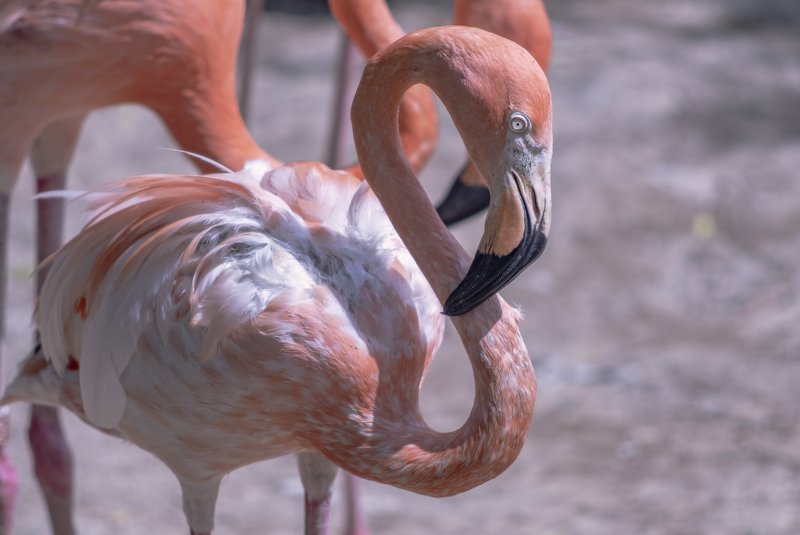 глаза, фламинго Грустные глаза фламингоphoto preview