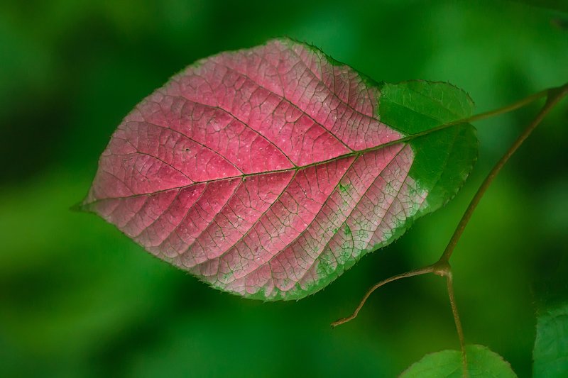 #макро #лист #ритм Лист.photo preview