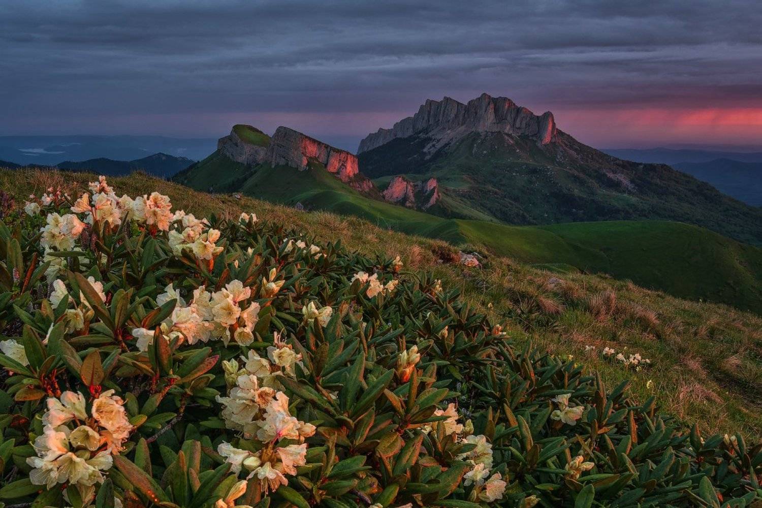 Рододендроны Большого Тхача. Автор: Александр Хорошилов закат, большой тхач, малый тхач, асбестная, горы, пейзаж, рассвет, кавказ, адыгея, ачешбоки, рододендроны,, Александр Хорошилов