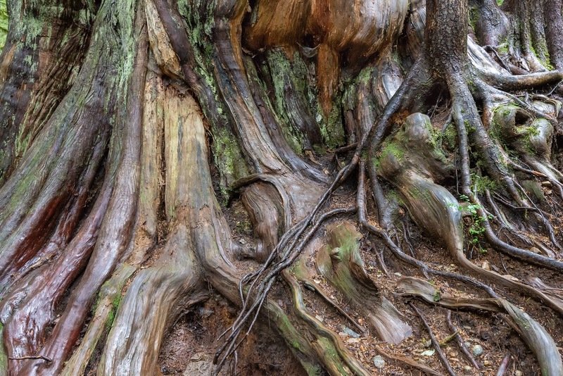 Канада, Ванкувер, лес, дерево Сказочный лесphoto preview