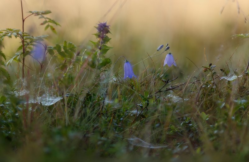 павловскийпарк, павловск Как же летом хо-ро-шо:)photo preview