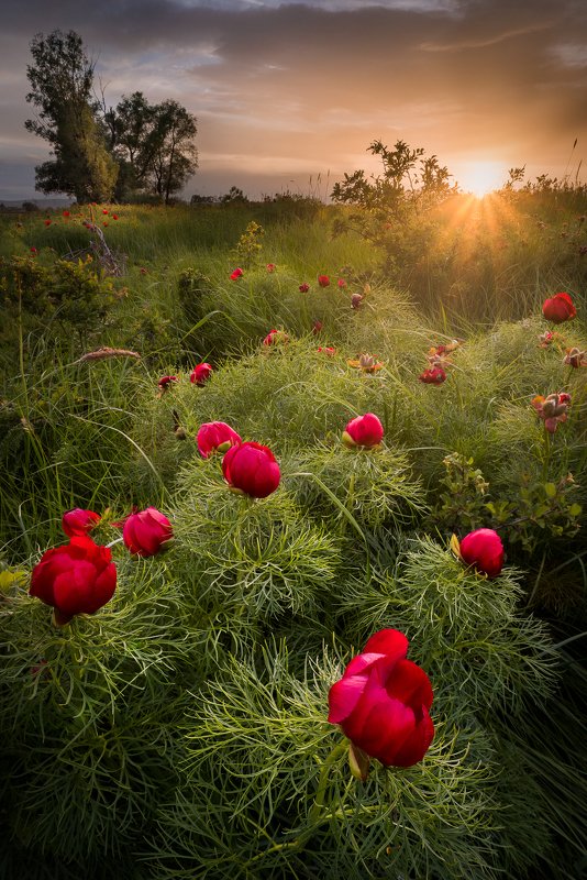 Bulgarian wild peoniesphoto preview
