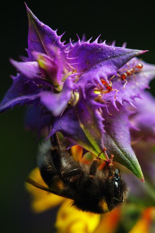 Visitorsphoto preview