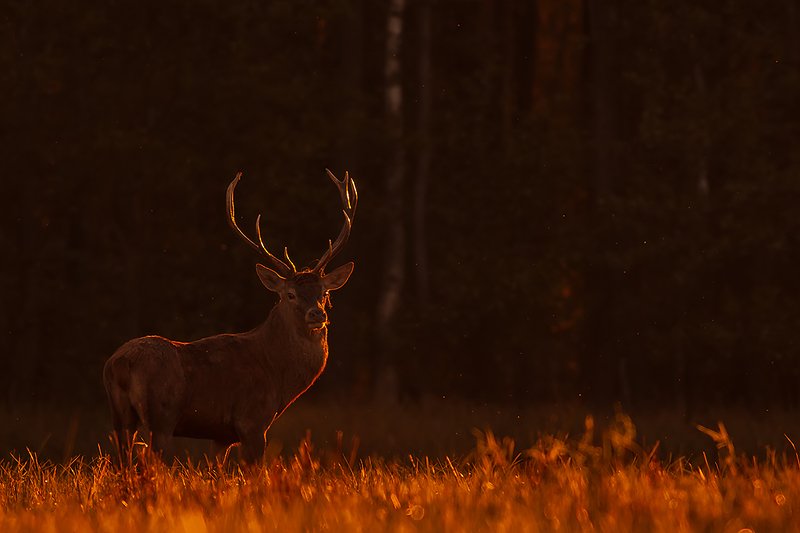 Oblany słońcemphoto preview