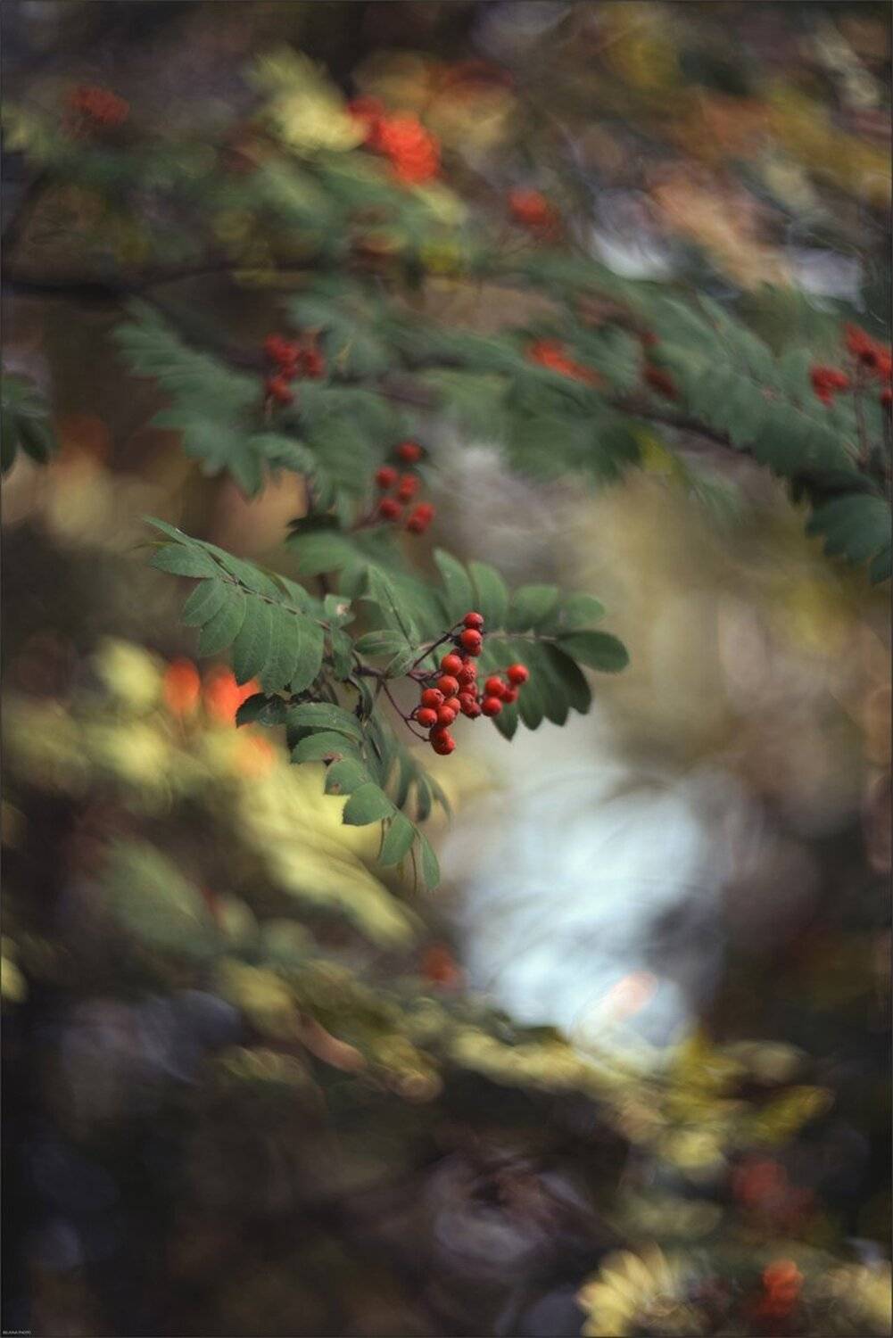 , Ариадна Белкина