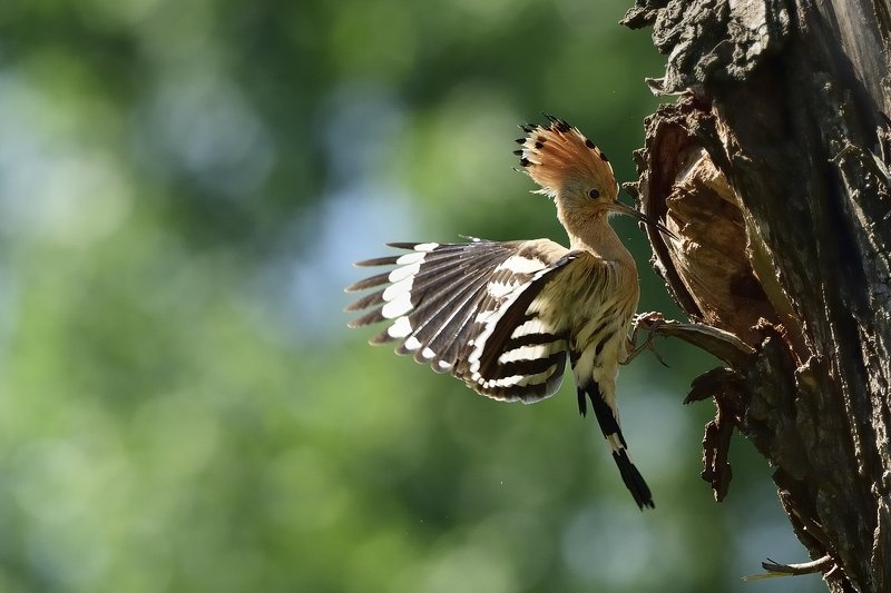 птицы birds Upupa epopsphoto preview
