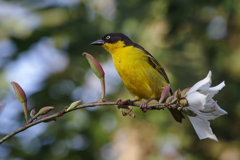 Жасминовый ужинphoto preview