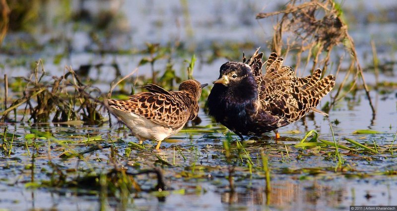турухтаны, любовь, весна Поцелуй турухтановphoto preview