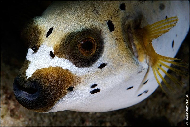 Портрет Дядюшки Паффера фото превью