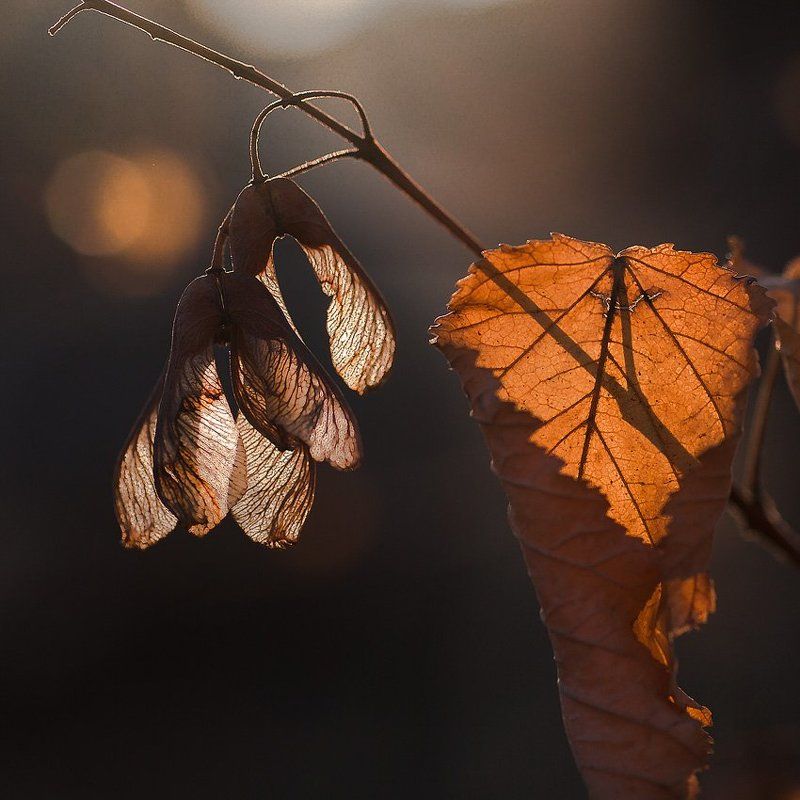 Тепло осени...photo preview