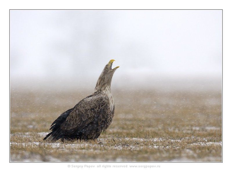 орланы-белохвосты, дикая природа Когда же весна?photo preview