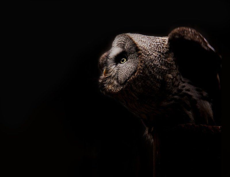 Сумрак фото превью