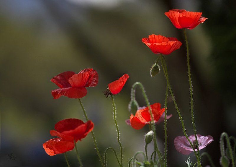 маки * * *photo preview