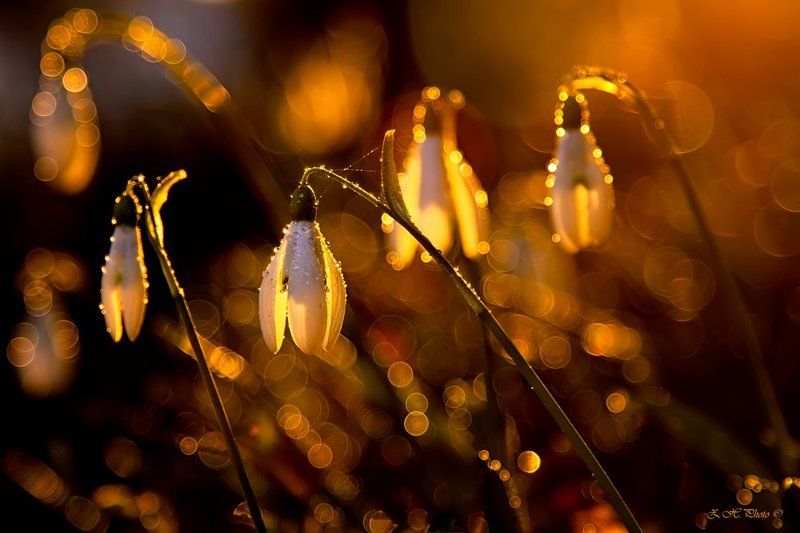 sunset, rain, drops, bokeh, golden, snowbells Snowbells in sunsetphoto preview
