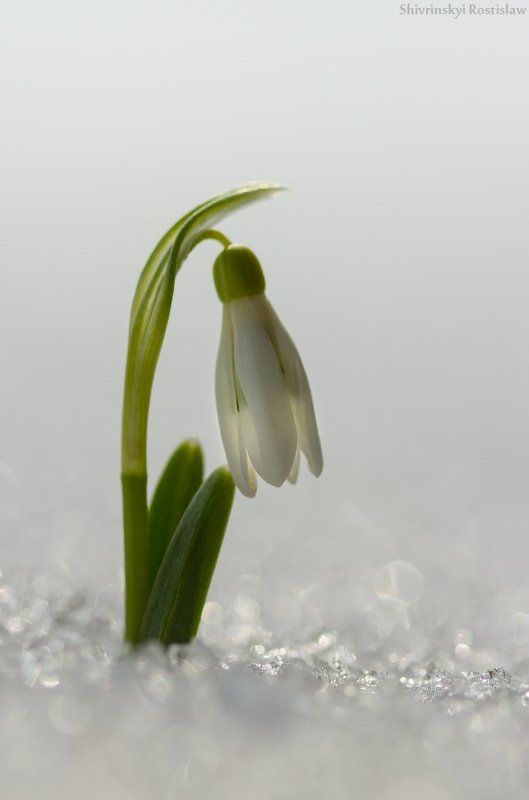 подснежник, снег, макро, ростислав, 7d, 100mm Первые...photo preview