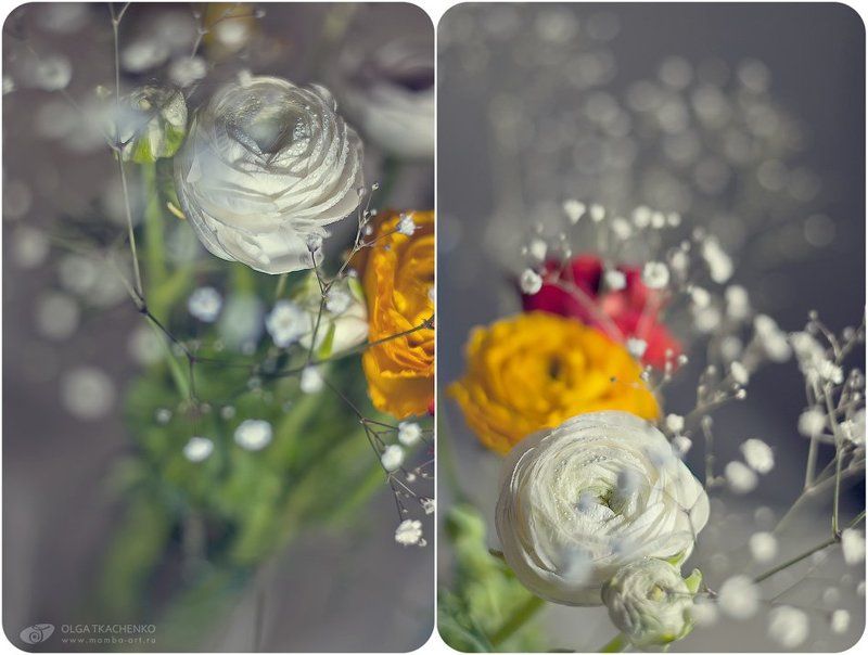 ранункулусы, диптих, цветы Ранункулусыphoto preview