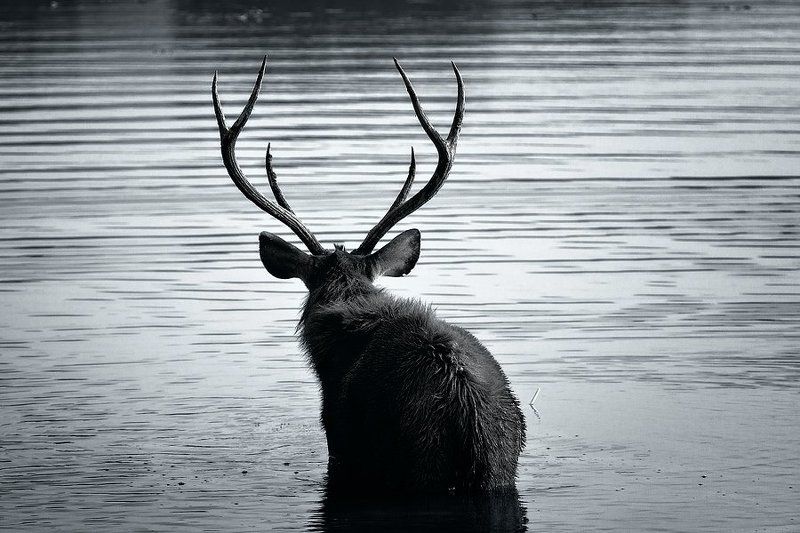 Sambar deerphoto preview