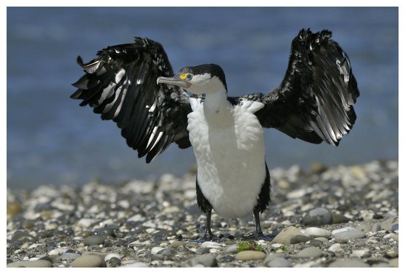 phalacrocorax, varius, varius;, adult;, non-breeding, dress;, southern, island;, new, zealand; Рыбацкие байкиphoto preview