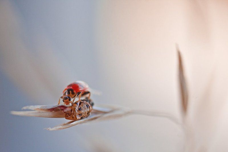 Рождение...photo preview