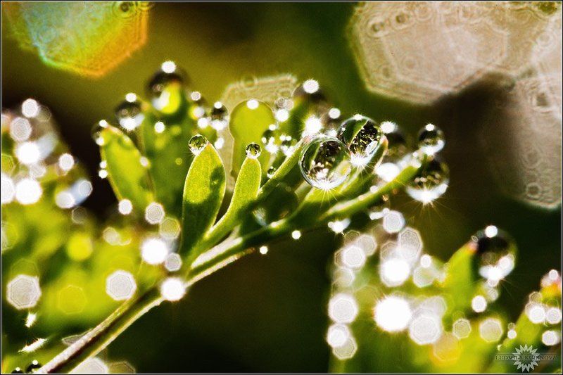 утро, вода, капли, макро, красота, природа, роса Ранним утромphoto preview