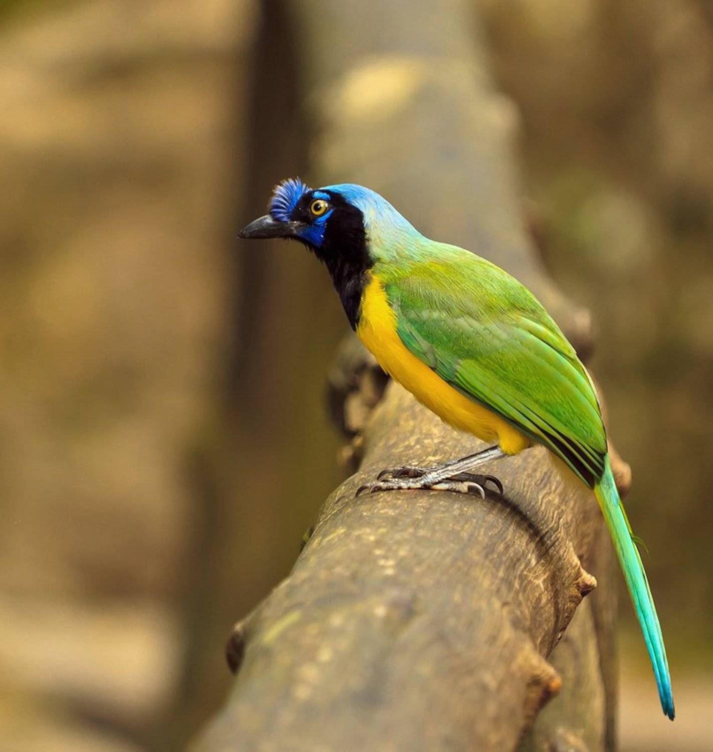 Зеленая сойка. Автор: Николай Попов зеленая сойка, венесуэла, Николай Попов