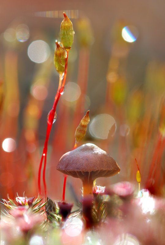 мох, роса, гриб Magical forestphoto preview