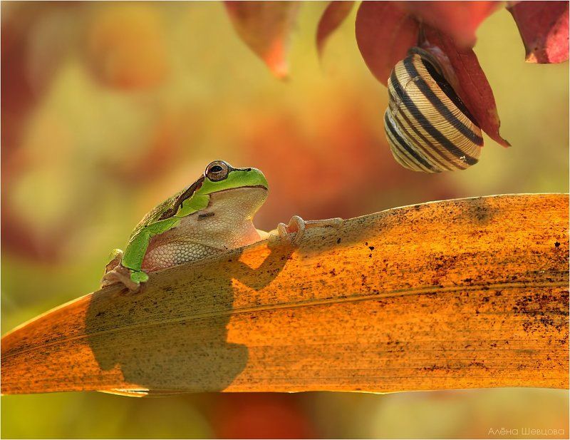 квакша, улитка, осень В огне осениphoto preview