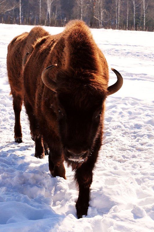 Зубрыphoto preview