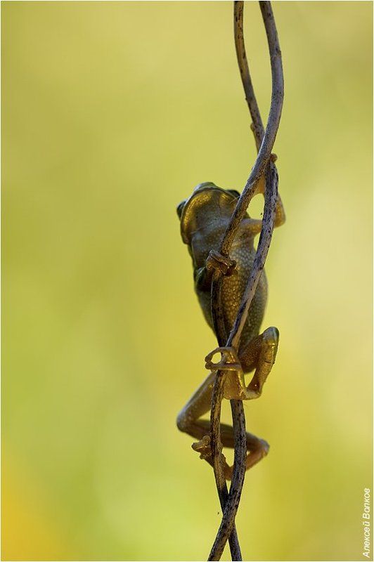 квакша обыкновенная, hyla arborea Позолоченная статуэткаphoto preview