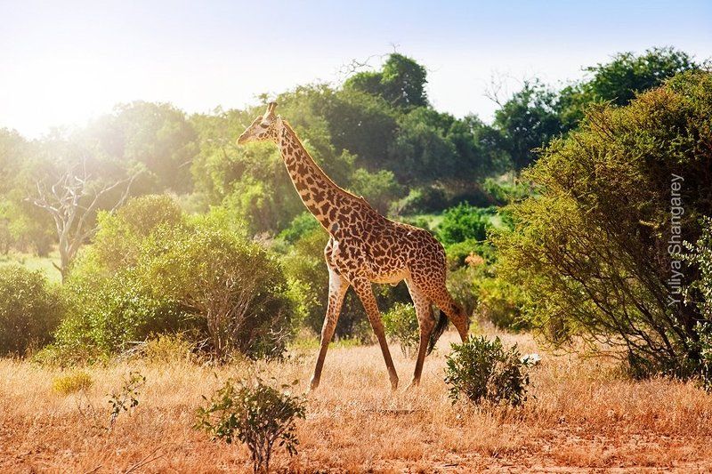 Утро жирафаphoto preview