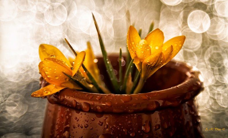 yellow, flowers, cup, bokeh, brown My own little gardenphoto preview