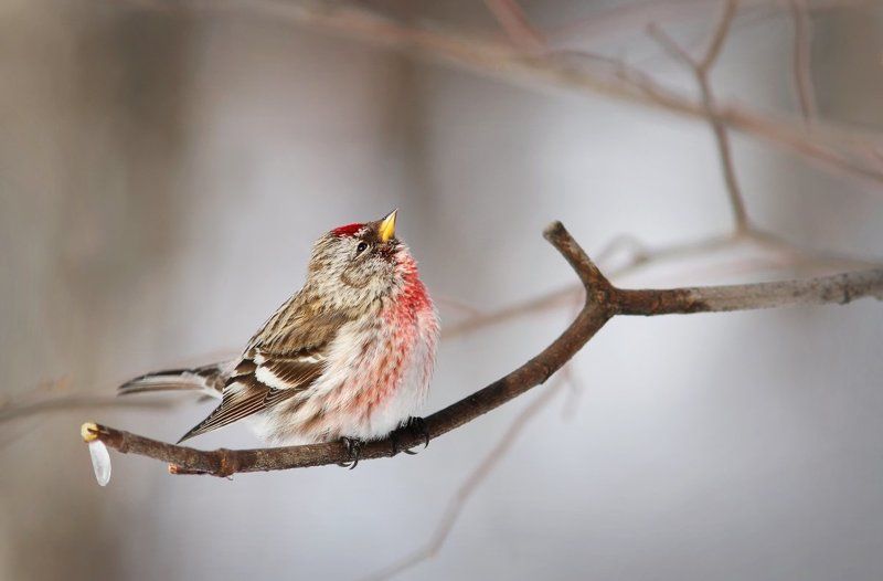Зазнайка.photo preview