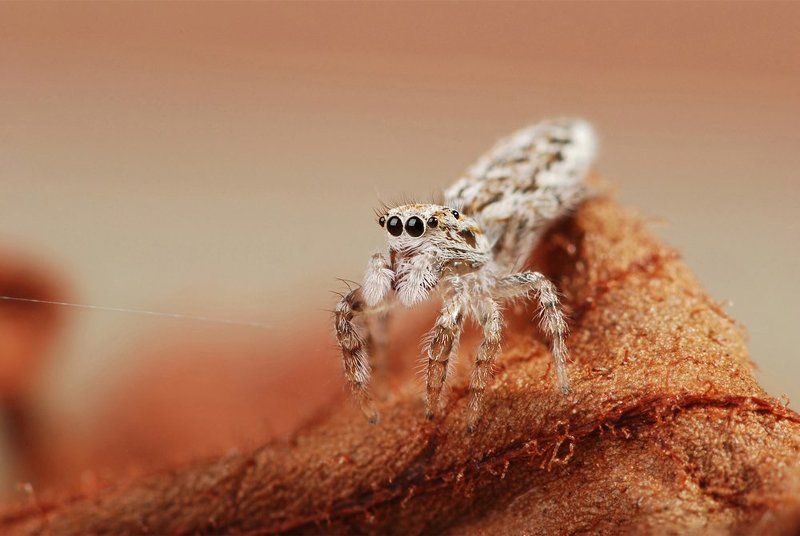 паук, скакун, паутинка Одесситphoto preview