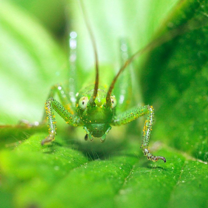 Зелёненький он был....photo preview