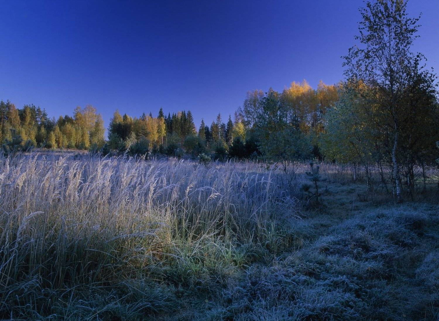 утро.лес.заморозки.солнце.трава.иней., Вадим