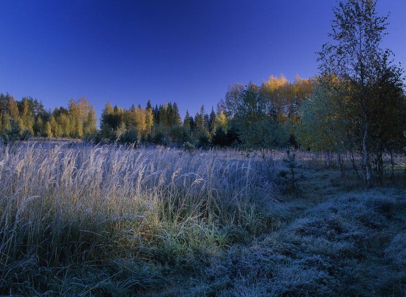 утро.лес.заморозки.солнце.трава.иней. Утро,заморозки.2.photo preview