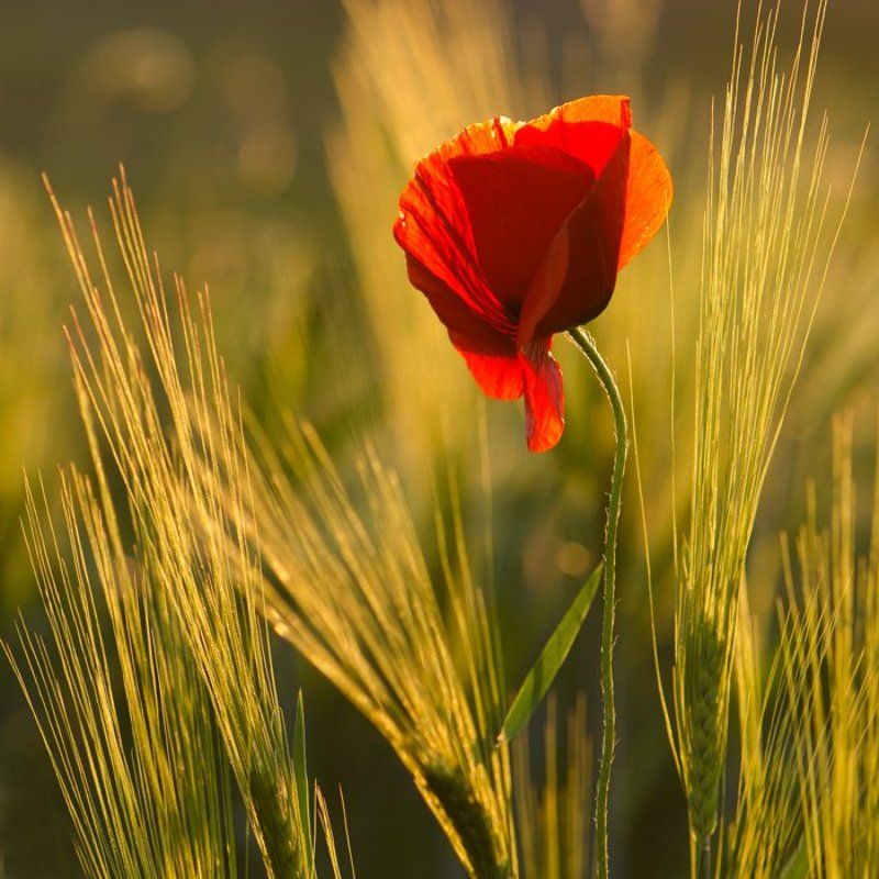 Кармен...photo preview