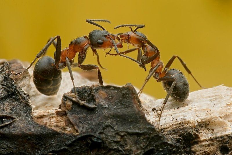 buzi buzi...photo preview