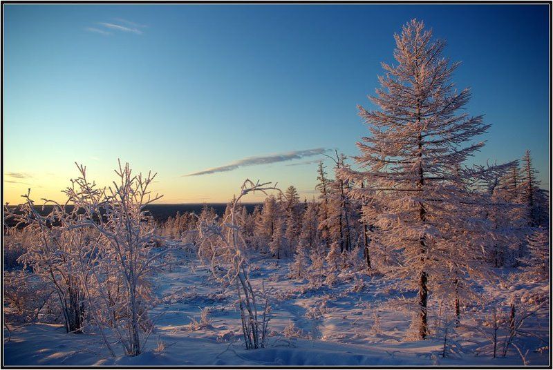 утро, тайга, зима Зимнее утроphoto preview