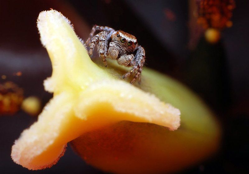 паук, скакун, тюльпан in tulipphoto preview