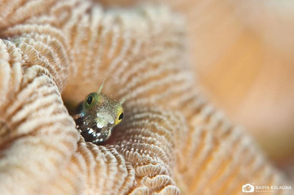 Кто здесь?. Автор: Nadya Kulagina underwater, blenny, macro, Nadya Kulagina