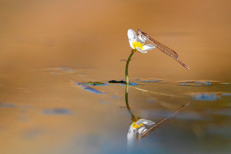 odonata, damselflies,winter, 600d, sigma 180mm, Delicate reflectionphoto preview