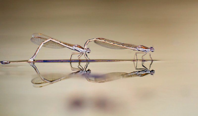 odonata, damselflies, winter, sympecma, fusca, 600d, canon, sigma, 180mm, f3.5 Love on the waterphoto preview