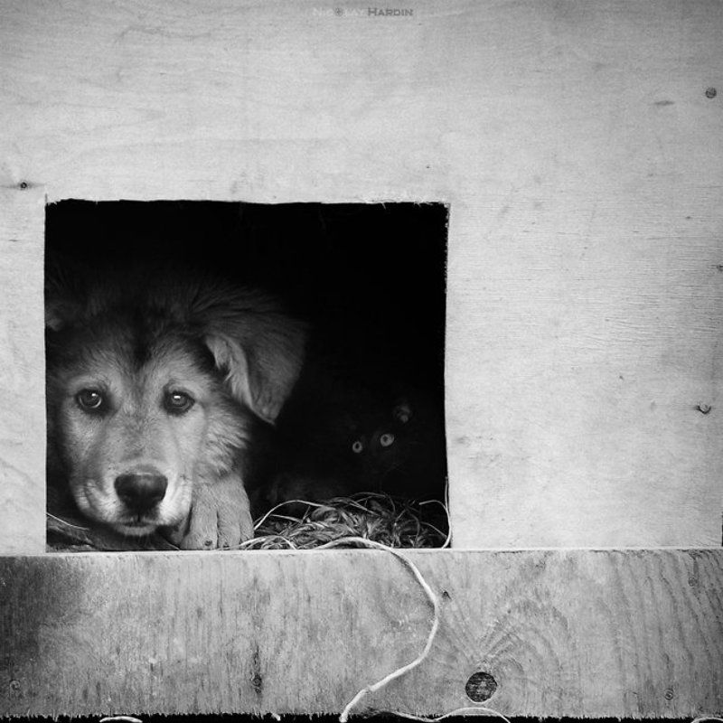 пес, кот Neighborsphoto preview