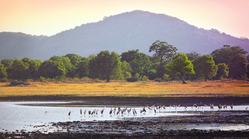 миннерия, шри-ланка, цейлон, пейзаж, птицы Миннерия фото превью