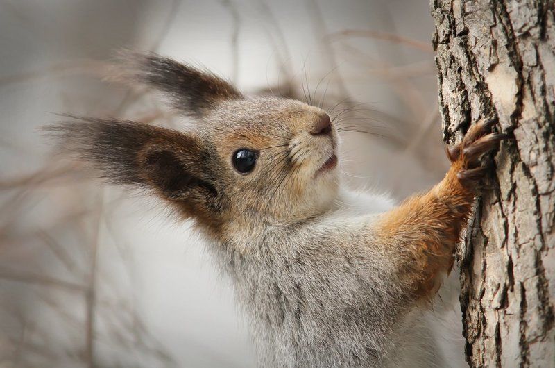 Векша.photo preview
