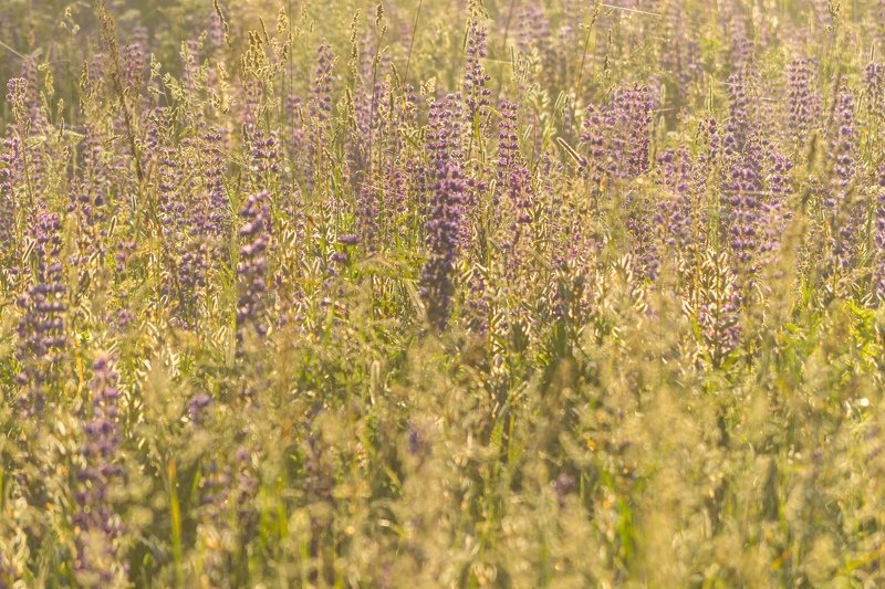 псков, солнце, цветы, люпины, утро, туман Солнечные люпиныphoto preview