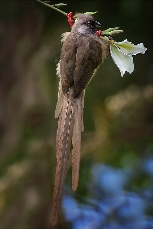 speckled mousebird, colius striatus Жасминовый ужинphoto preview