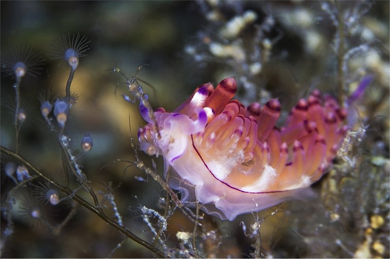 филиппины, голожабер, скелетон, макро подводная вечеринка фото превью